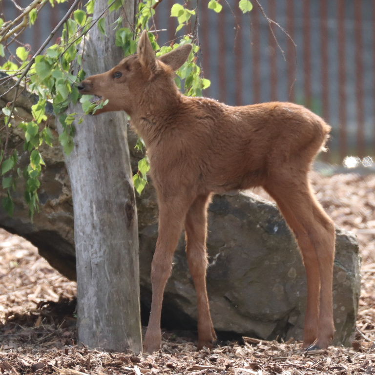 Moose calf