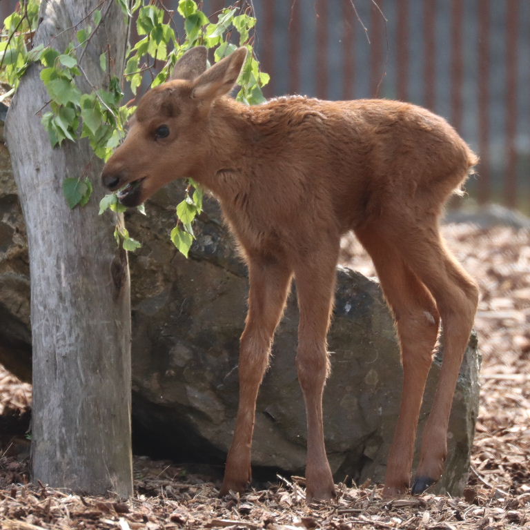 Moose calf