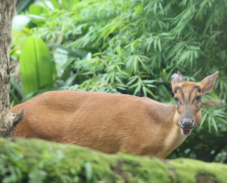 Southern Red Muntjac Deer