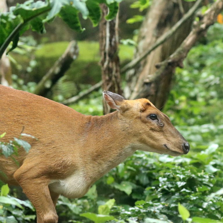 Southern Red Muntjac Deer