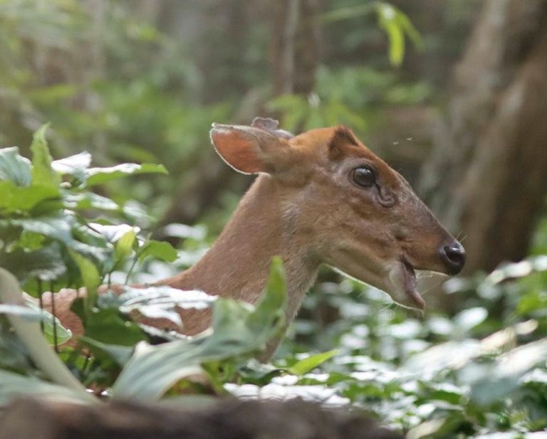Southern Red Muntjac Deer