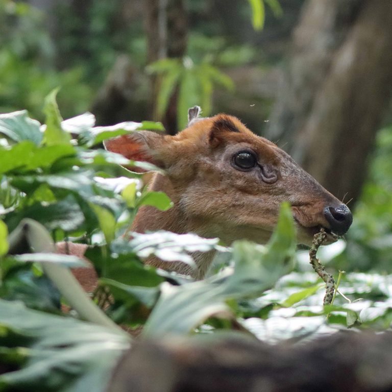 Southern Red Muntjac Deer