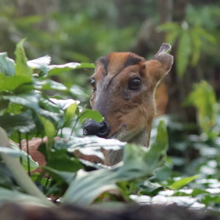 Southern Red Muntjac Deer