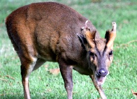 Reeves muntjac
