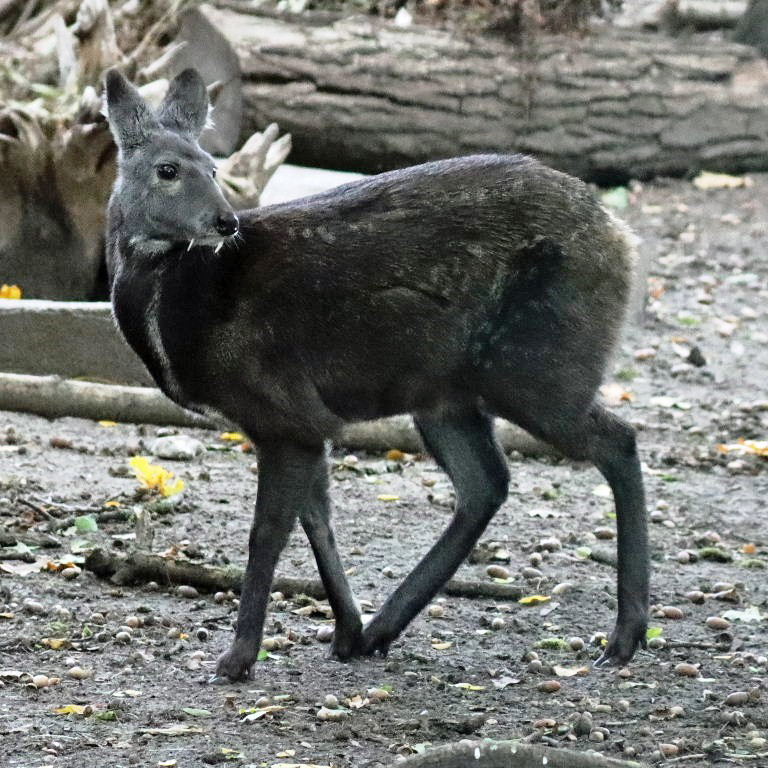 Siberian Musk Deer