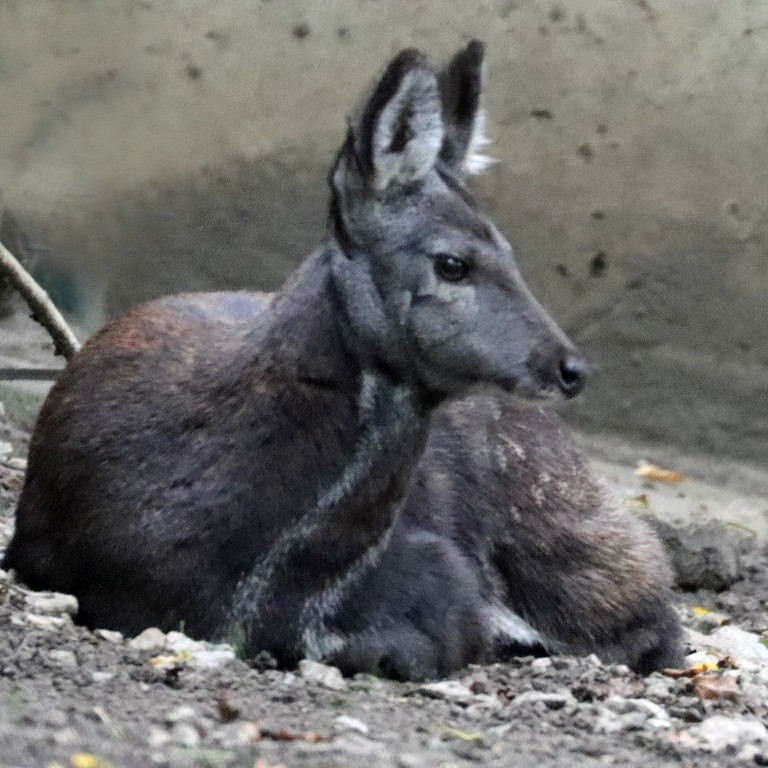 Siberian Musk Deer