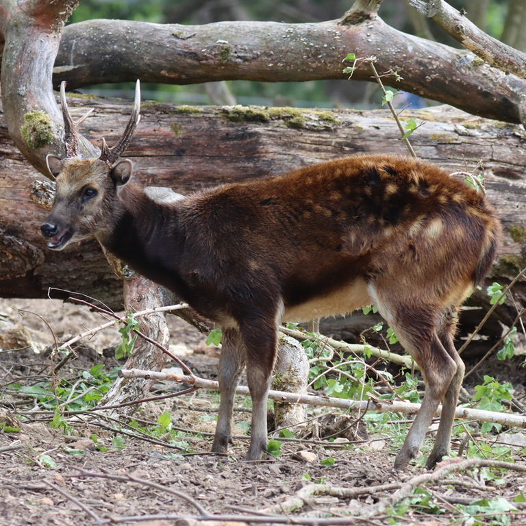 Philippine Spotted Deer