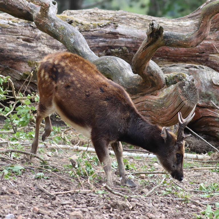 Philippine Spotted Deer