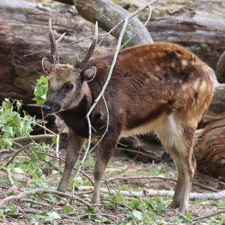Visayan Spotted Deer