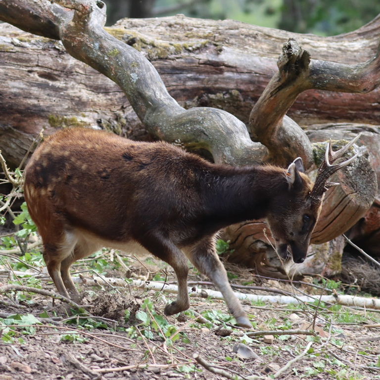 Philippine Spotted Deer