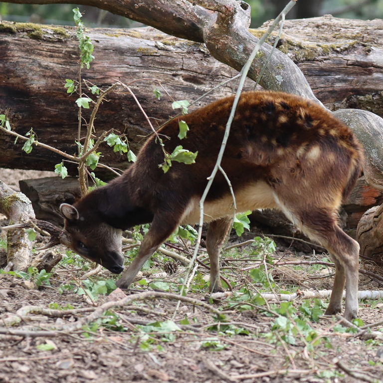 Visayan Spotted Deer