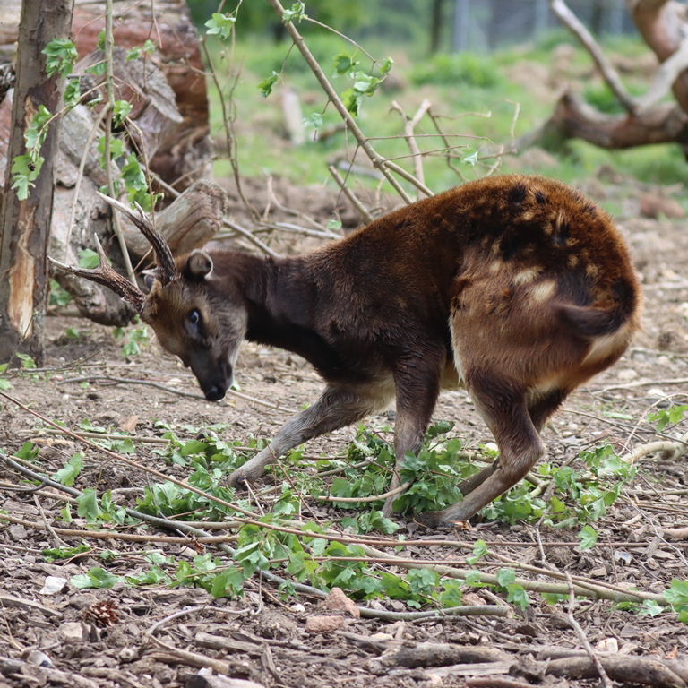 Visayan Spotted Deer