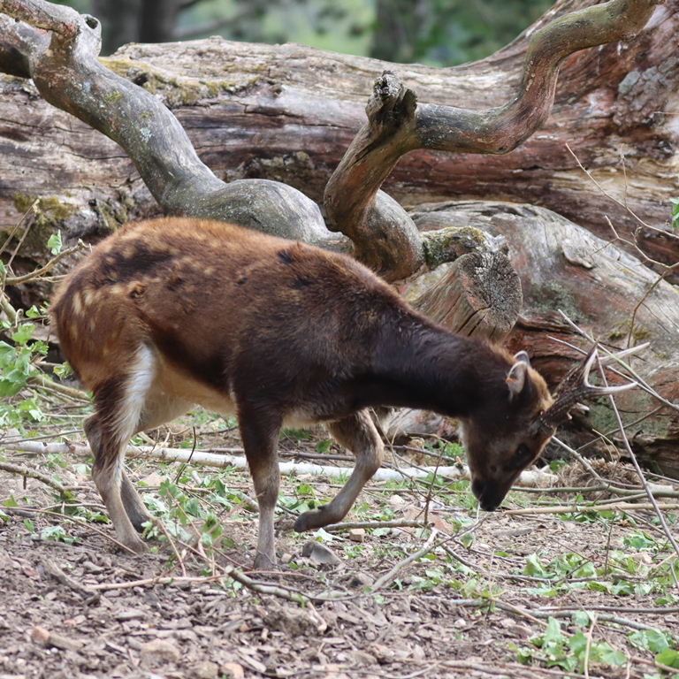 Visayan Spotted Deer