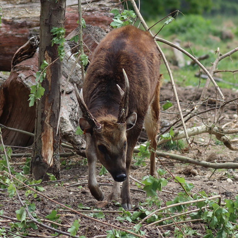 Visayan Spotted Deer