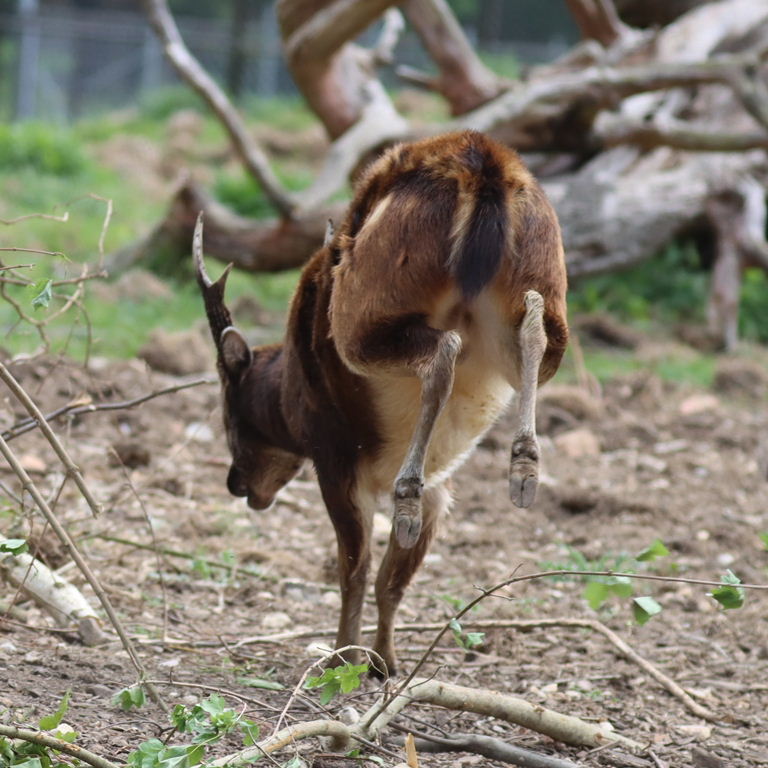 Visayan Spotted Deer