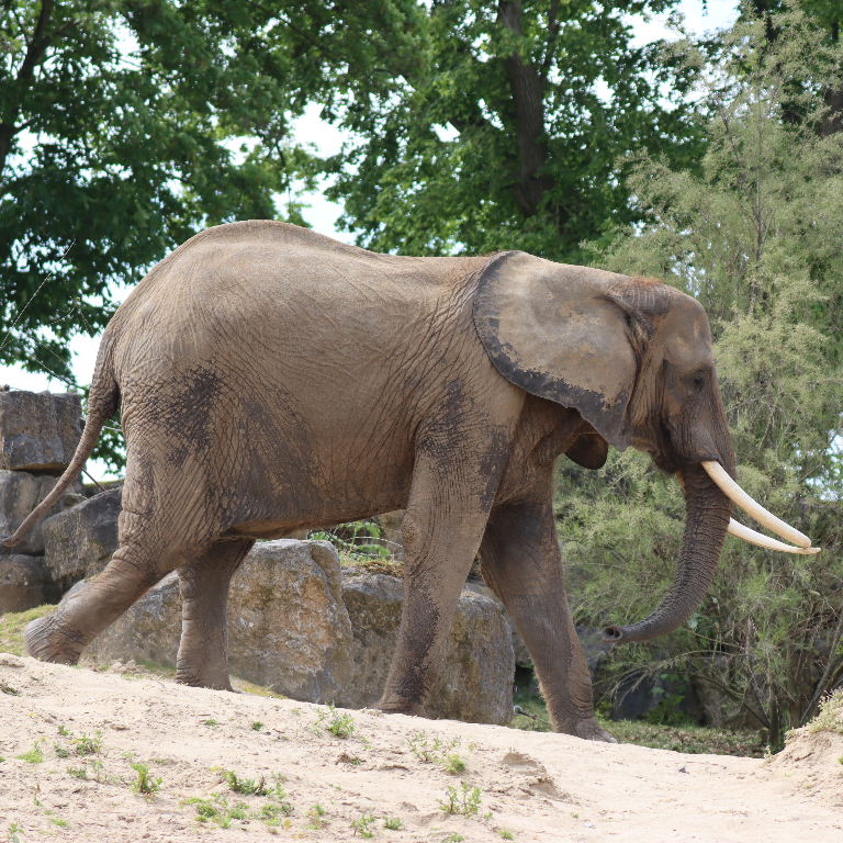 African Elephant