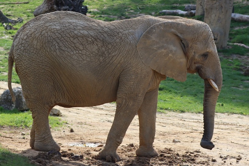 African Elephant