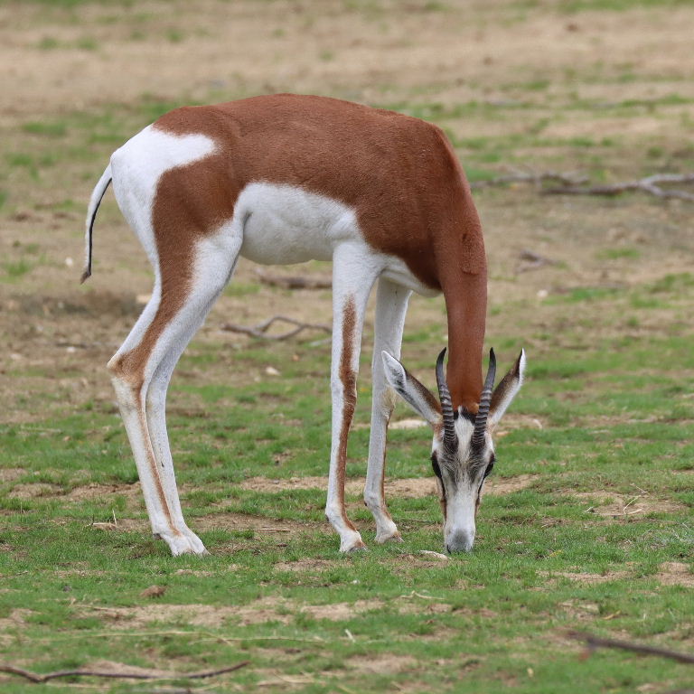 Dama Gazelle