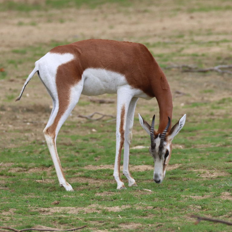 Dama Gazelle