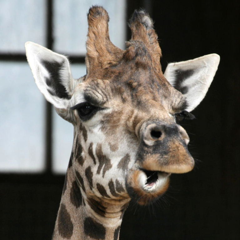 Baringo Giraffe