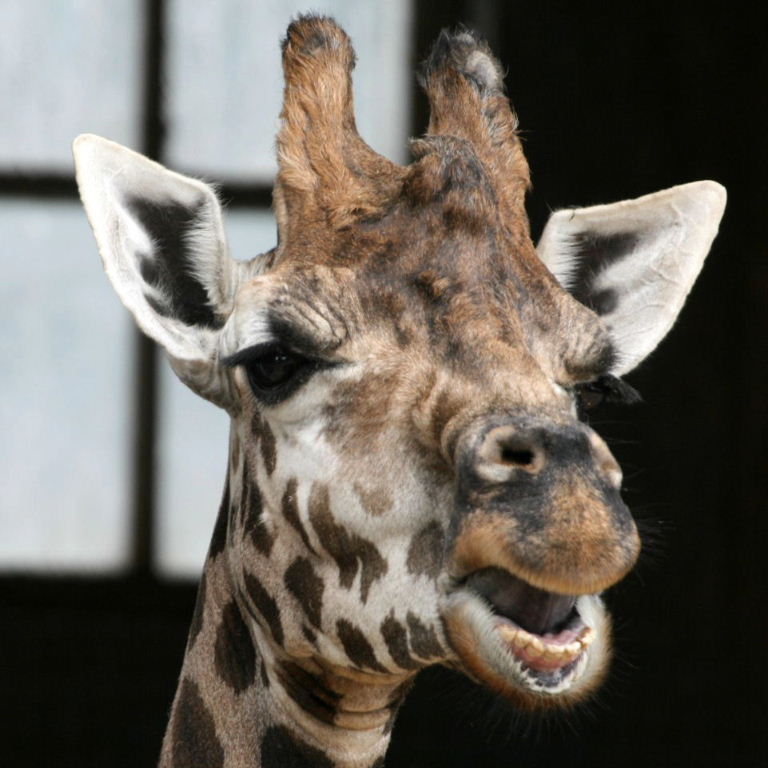Baringo Giraffe