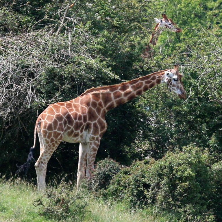 Baringo and Reticulated Giraffes