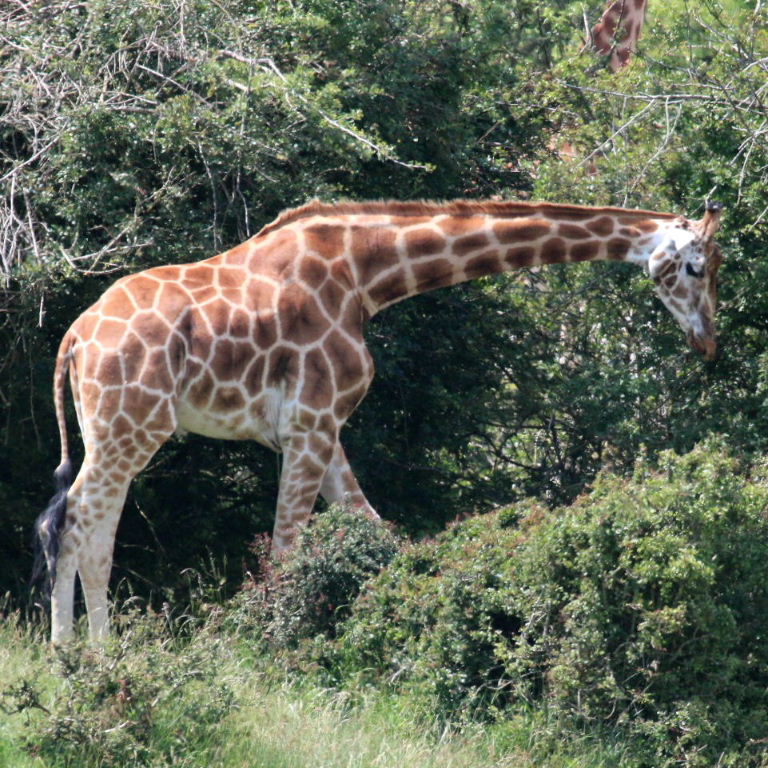 Baringo and Reticulated Giraffes