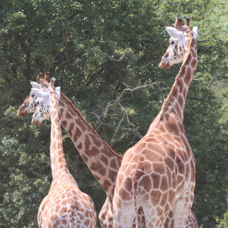 Baringo and Reticulated Giraffes