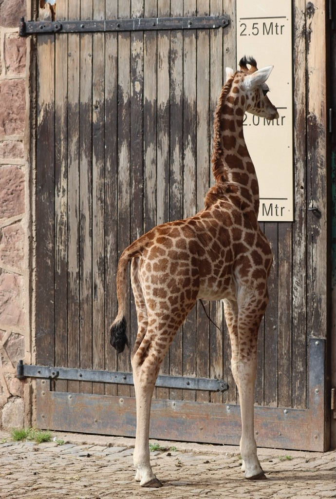 Baby Baringo Giraffe