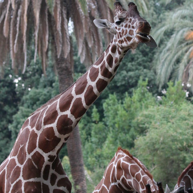 Reticulated Giraffe