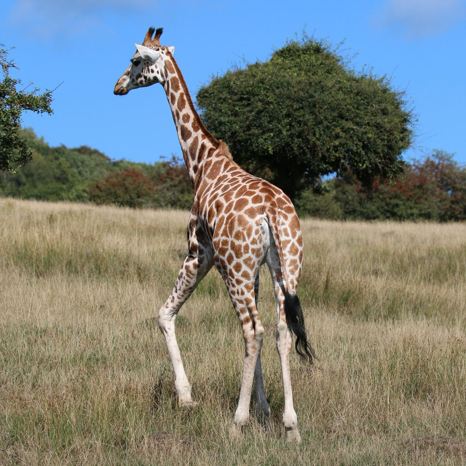 Rothschild Giraffe