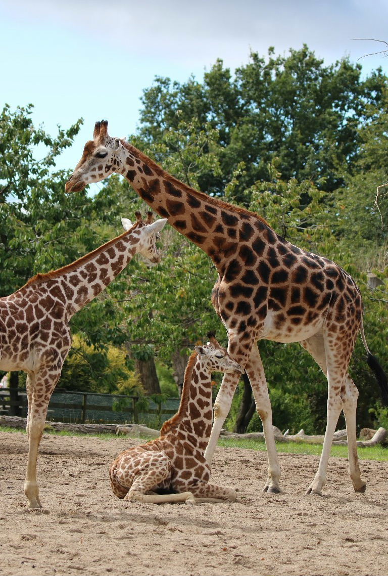 Baringo Giraffes