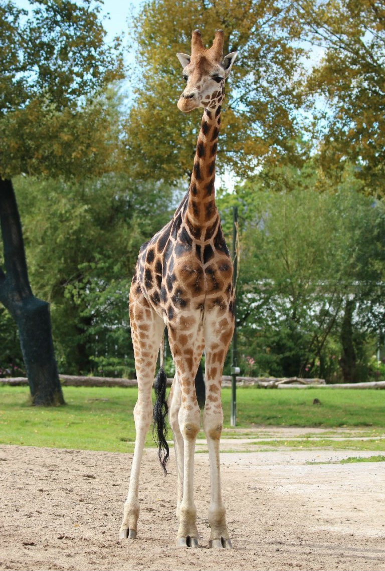 Rothschild Giraffe