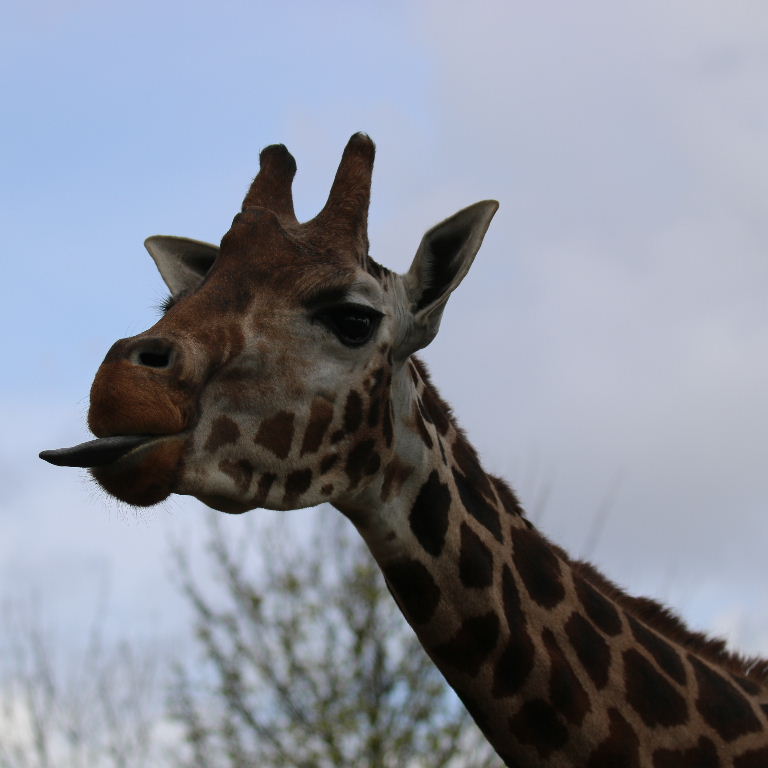 Giraffe tongue