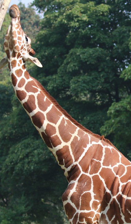 Neck