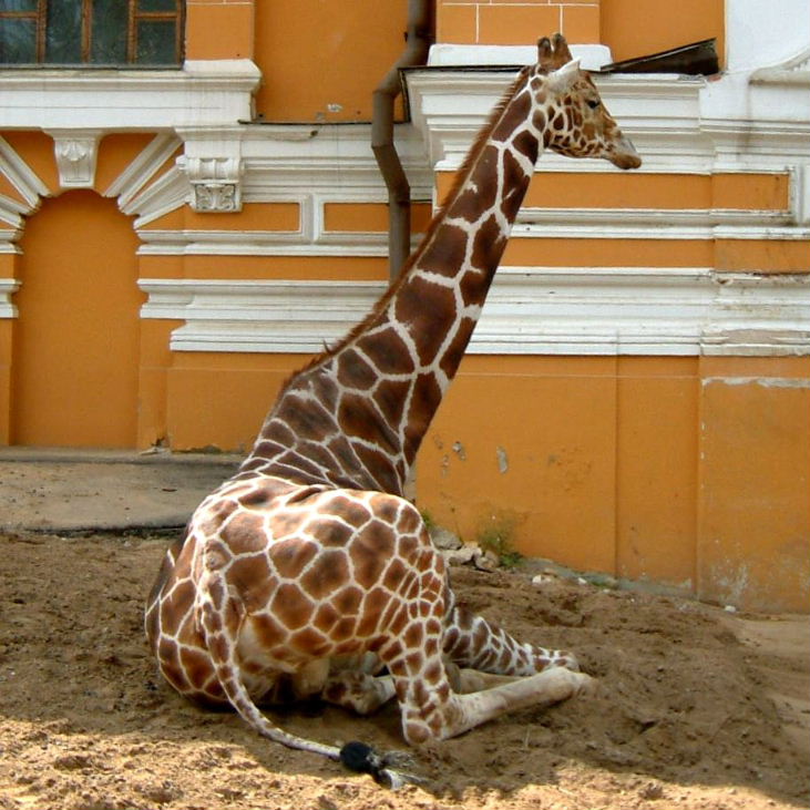 Reticulated Moscow