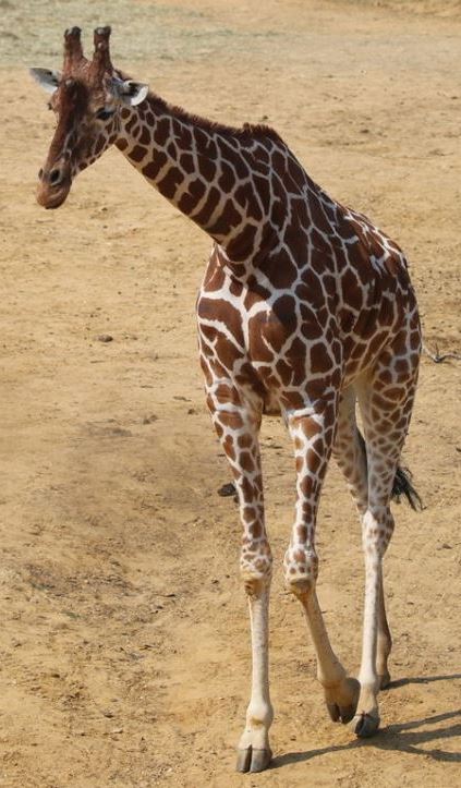 Reticulated Giraffe