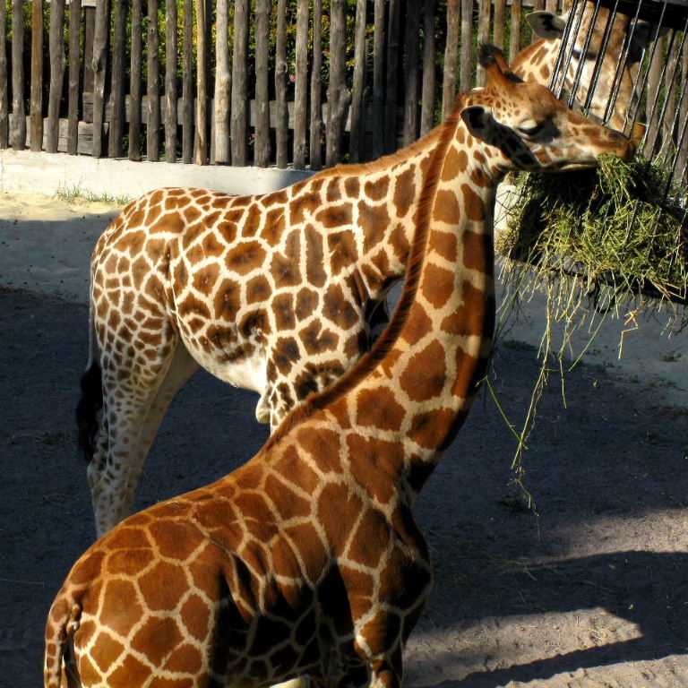 Reticulated and Baringo Giraffes, Rome