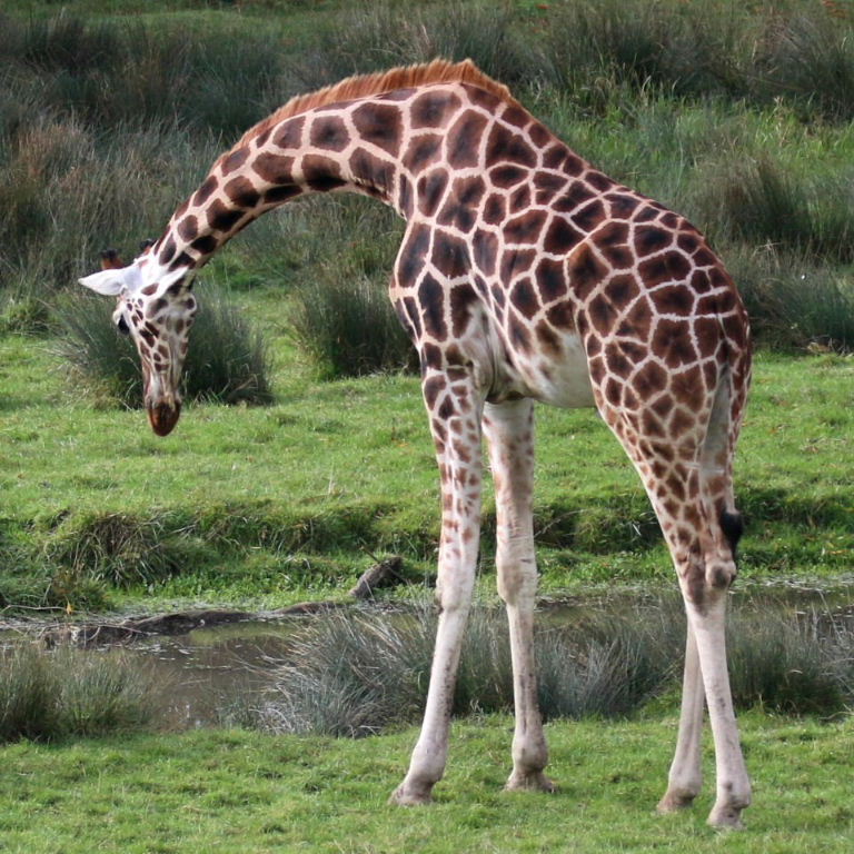 Reticulated and Rothschild hybrid Giraffe