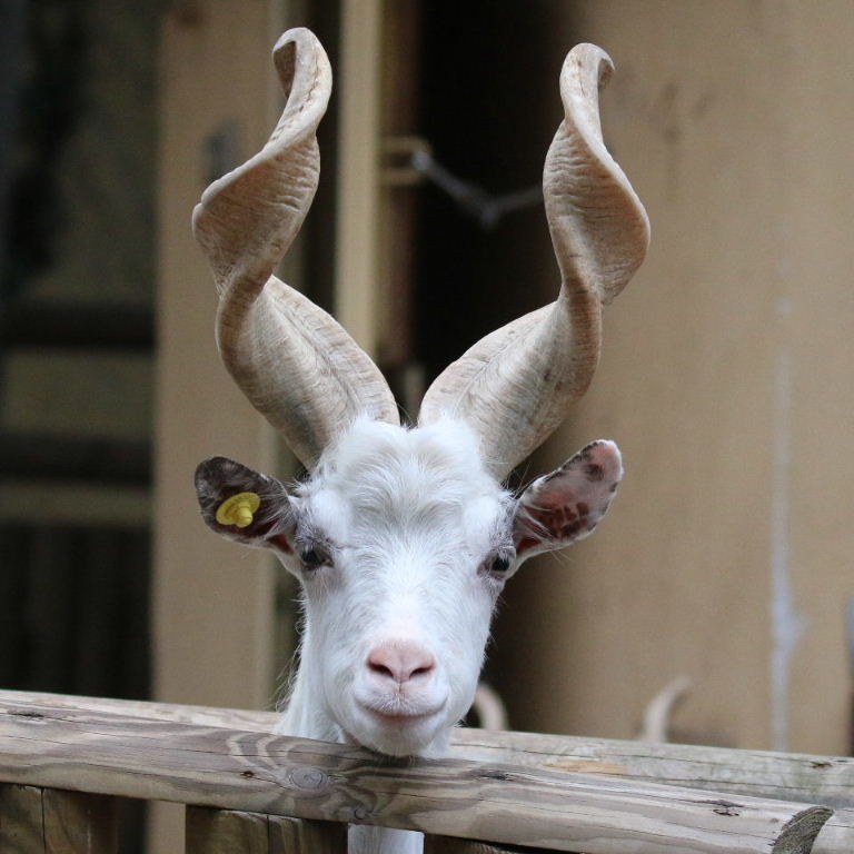 Girgentana Goat