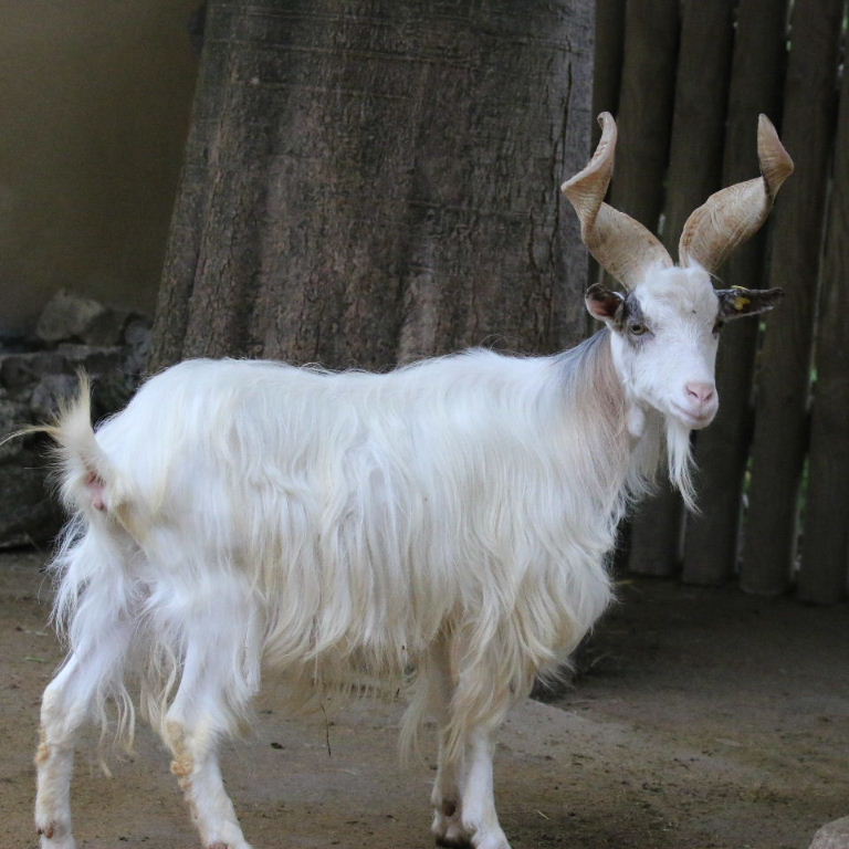 Girgentana Goat