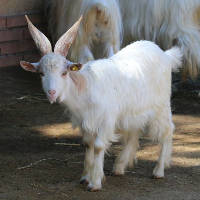 Girgentana Goat