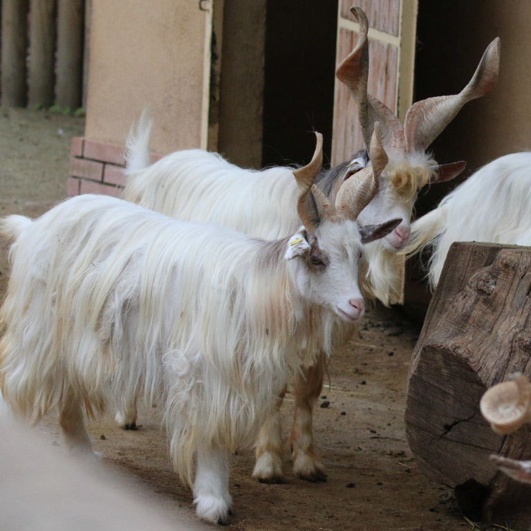 Girgentana Goat