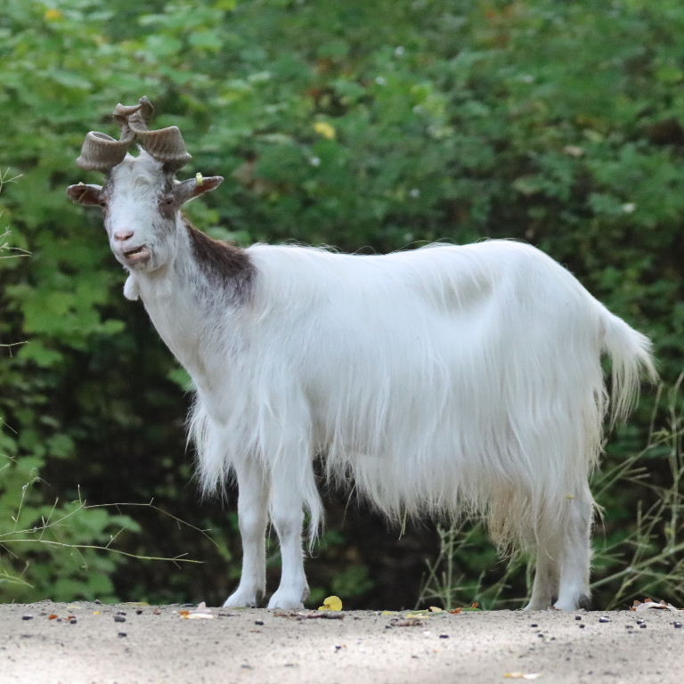 Girgentana Goat