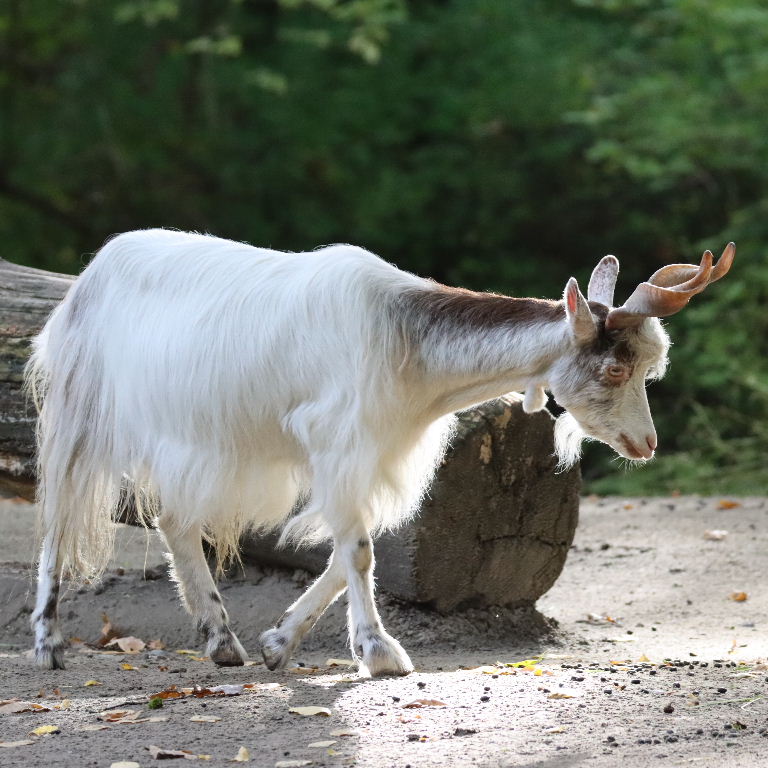 Girgentana Goat