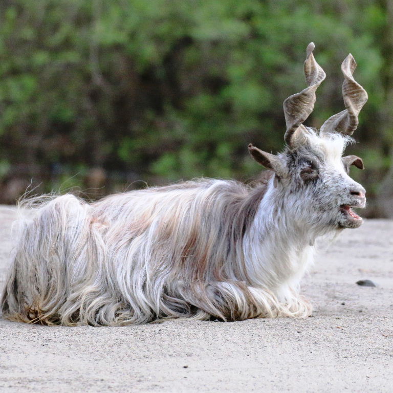 Girgentana Goat