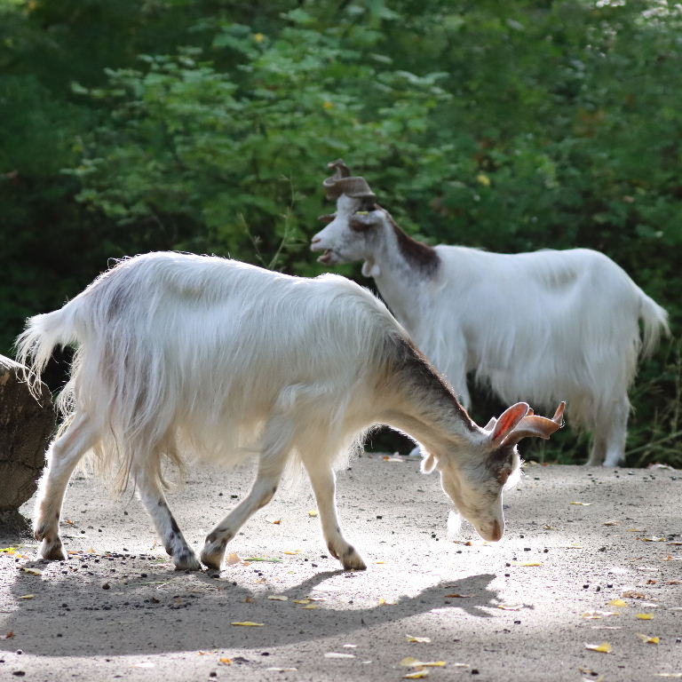 Girgentana Goat