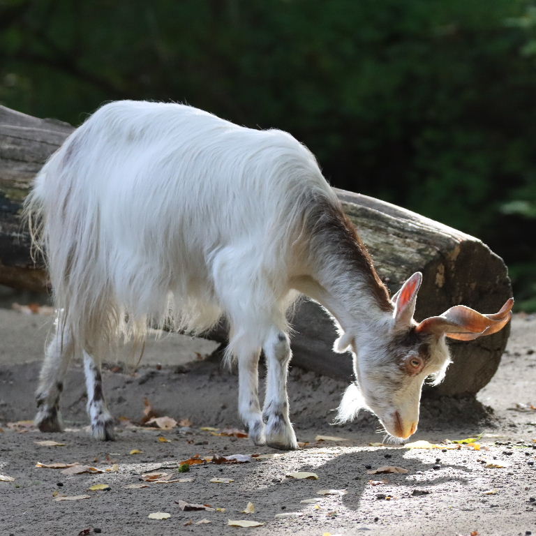 Girgentana Goat