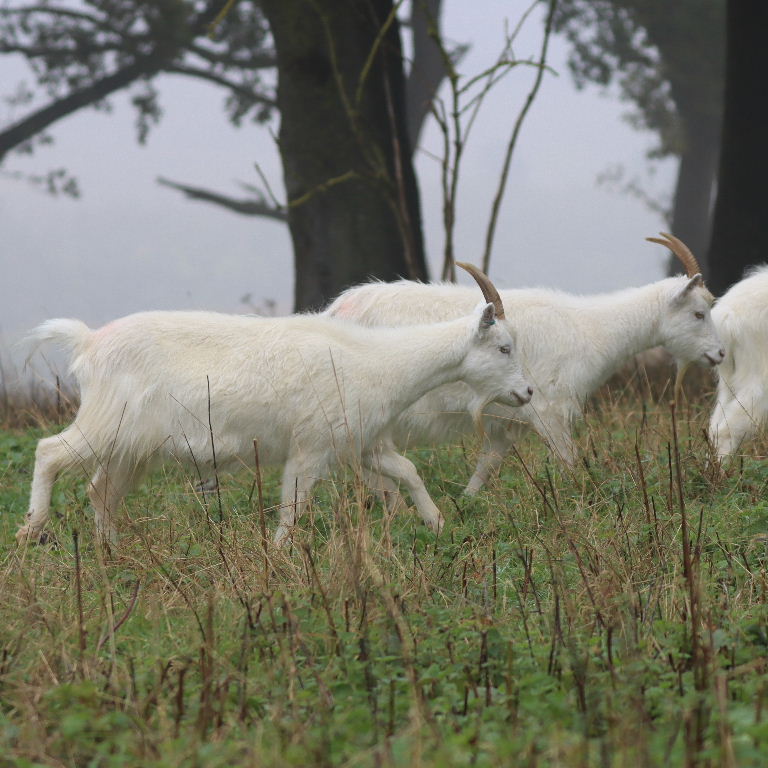 Kashmir Goat