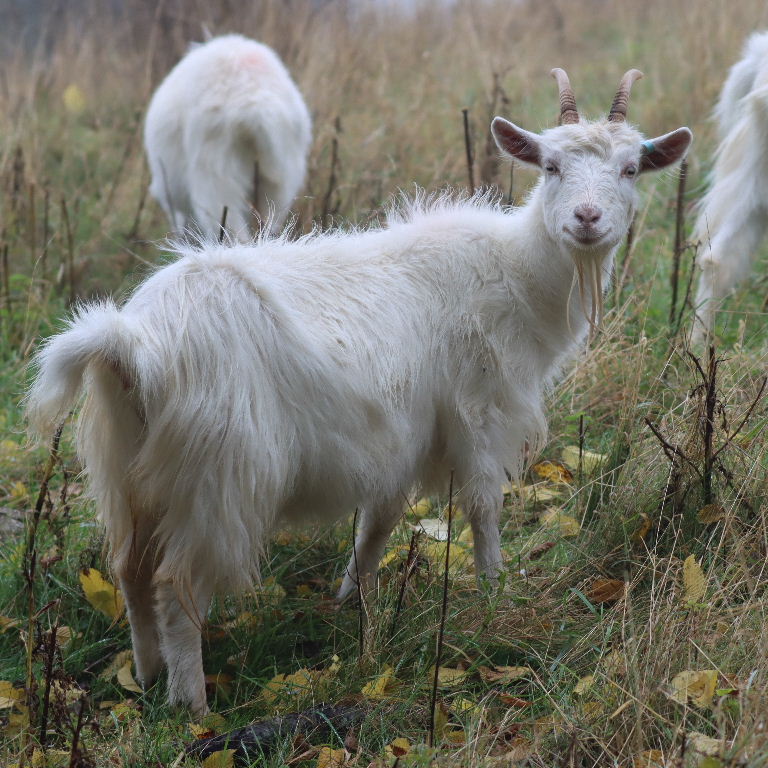 Kashmir Goat